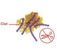 Without ADAMTS13, vWF strands grow out of control